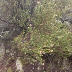 Erica australis
