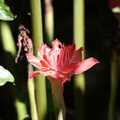 Etlingera elatior