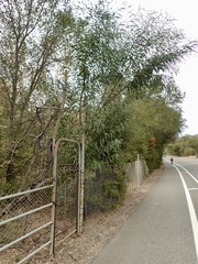 Acacia pycnantha