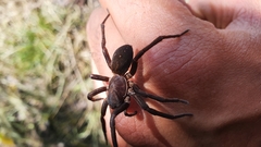 Uliodon
