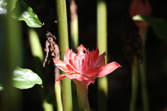 Etlingera elatior