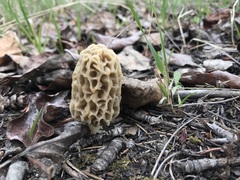 Morchella americana