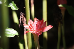 Etlingera elatior