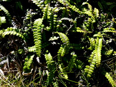 Blechnum blechnoides
