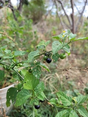 Solanum nigrum