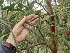 Acacia pycnantha