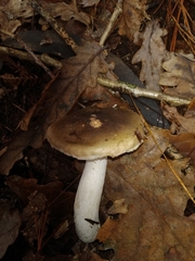 Russula ochroleuca