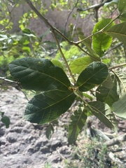 Quercus rugosa