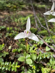 Codonorchis lessonii