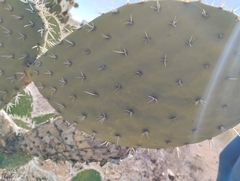 Opuntia streptacantha