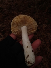 Russula ochroleuca