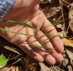 Endodeca serpentaria
