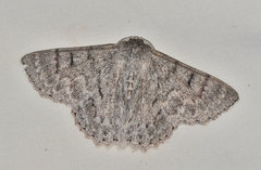 Crypsiphona tasmanica