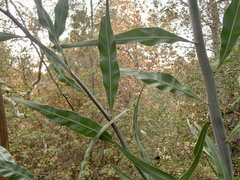 Acacia pycnantha