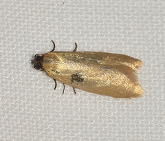 Tortrix concolorana