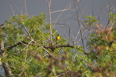 Icterus graduacauda