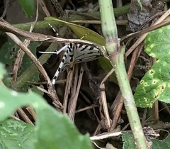 Conchylodes salamisalis