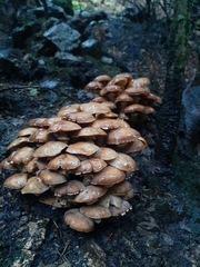 Pholiota decorata