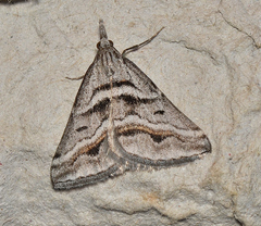 Dichromodes consignata