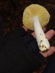 Russula ochroleuca