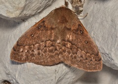 Anthela nicothoe