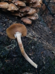 Pholiota decorata