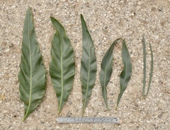 Acacia pycnantha