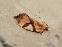 Epitymbia isoscelana