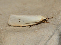 Xyloryctinae