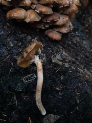 Pholiota decorata