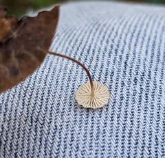 Collybiopsis quercophila