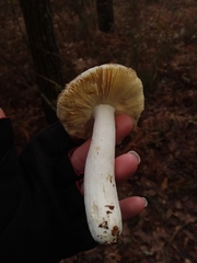 Russula ochroleuca