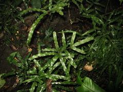 Pteris cadieri