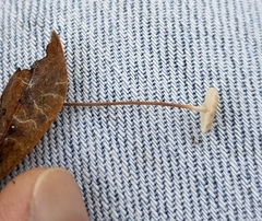 Collybiopsis quercophila