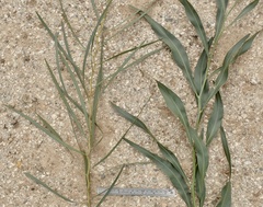 Acacia pycnantha