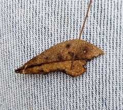 Collybiopsis quercophila