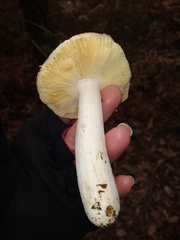 Russula ochroleuca