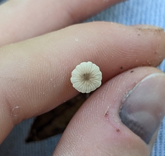 Collybiopsis quercophila