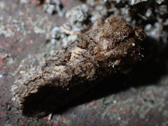 Acrolophus arcanella