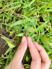 Acrididae