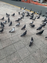 Columba livia domestica