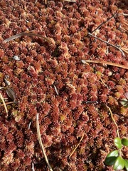 Sphagnum rubellum