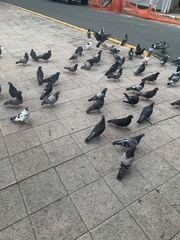 Columba livia domestica
