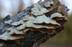 Trichaptum abietinum