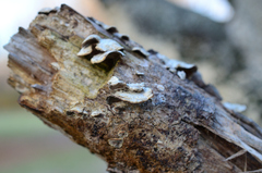 Trichaptum abietinum