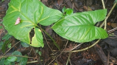 Syngonium podophyllum