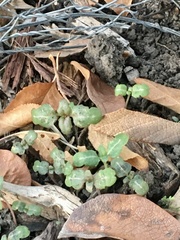 Clarkia