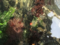 Pyura chilensis