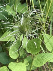Clematis occidentalis grosseserrata