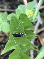 Adela septentrionella